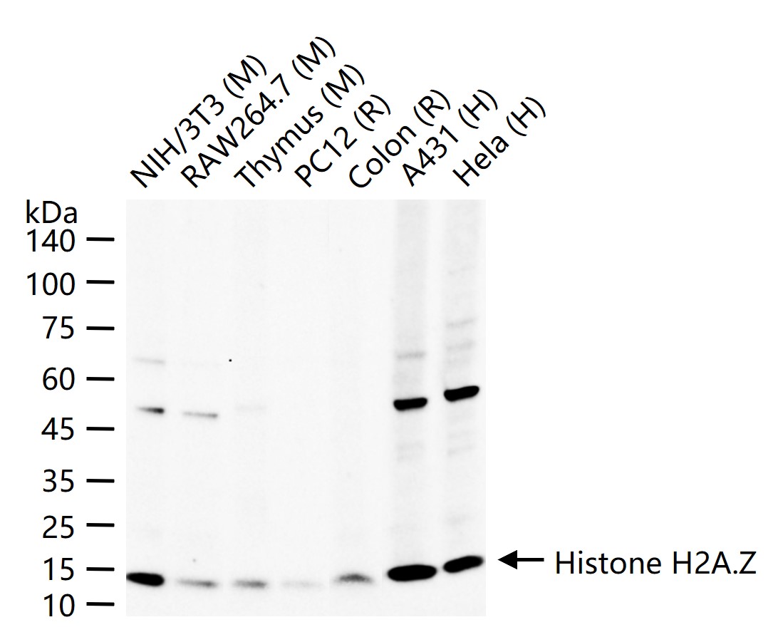 组蛋白H2AZ重组兔单抗-bsm-52098R