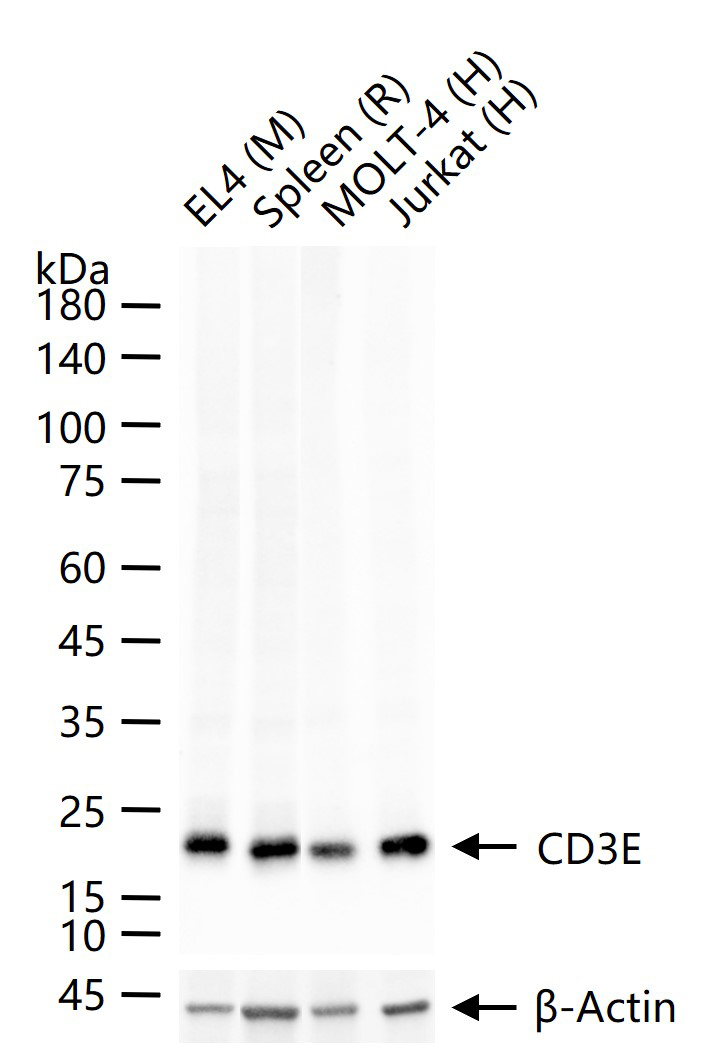 CD3/CD3-ε重组兔单抗-bsm-60002R
