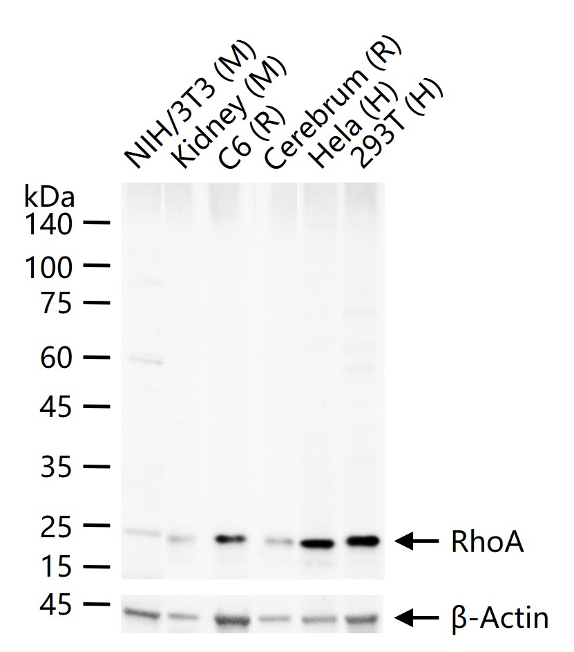 RhoA重组兔单抗-bsm-54572R