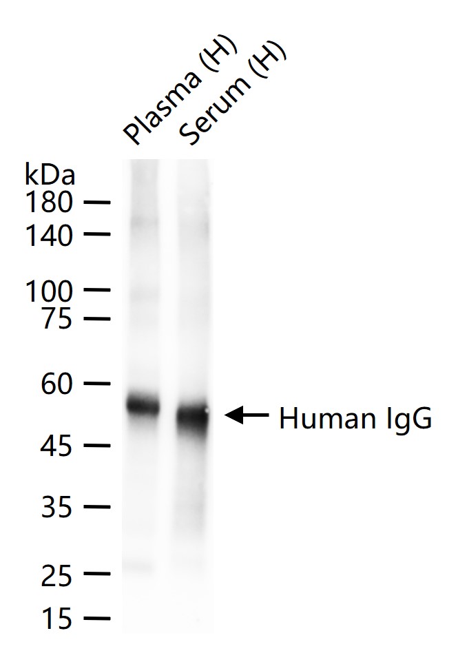 人IgG重组兔单抗-bsm-62714R