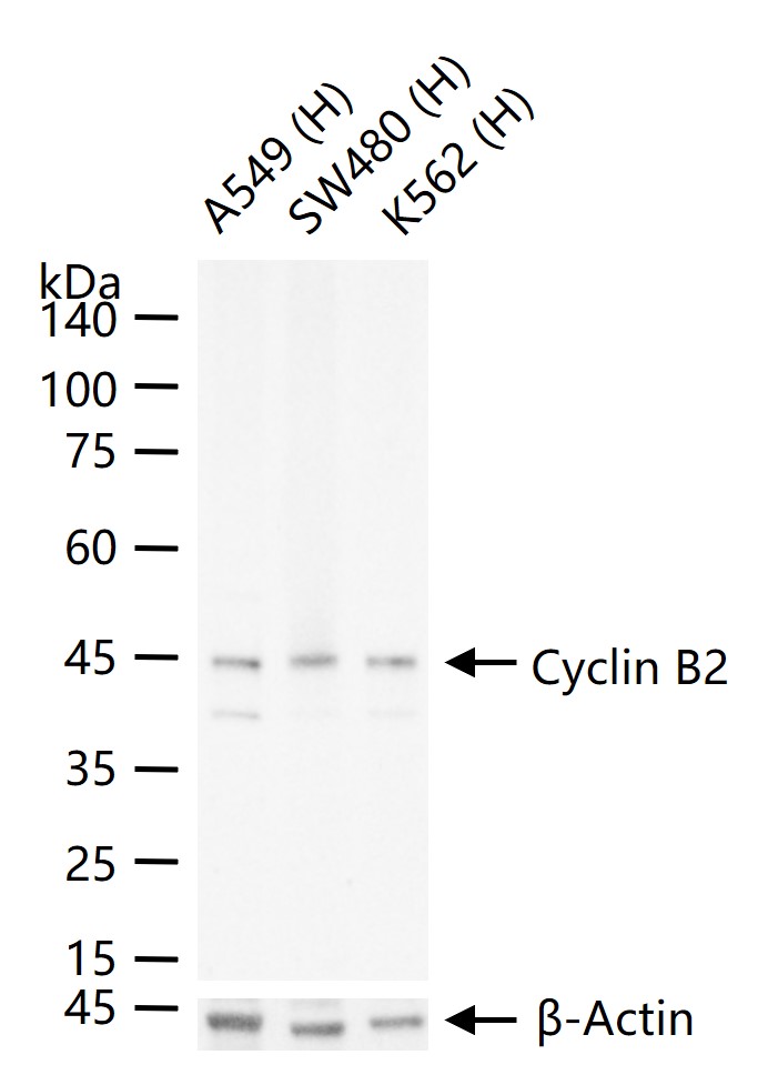 周期素B2重组兔单抗-bsm-52045R
