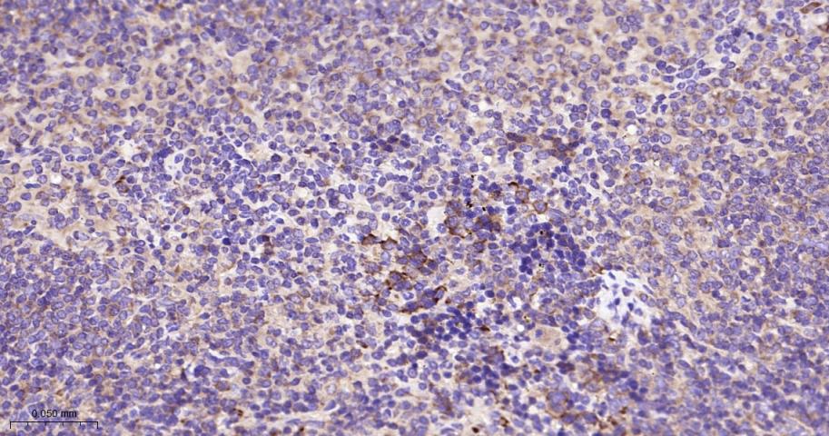 真核启动因子2α(eIFα2)兔单克隆抗体-bsm-60003R