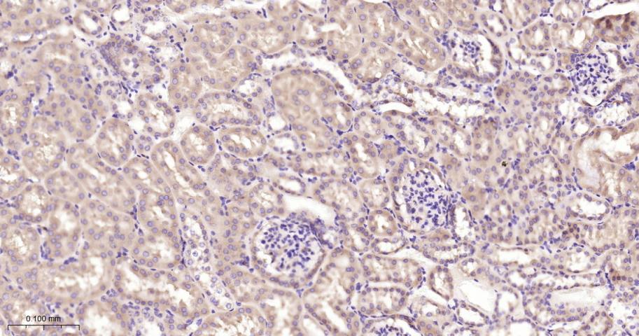 真核启动因子2α(eIFα2)兔单克隆抗体-bsm-60003R