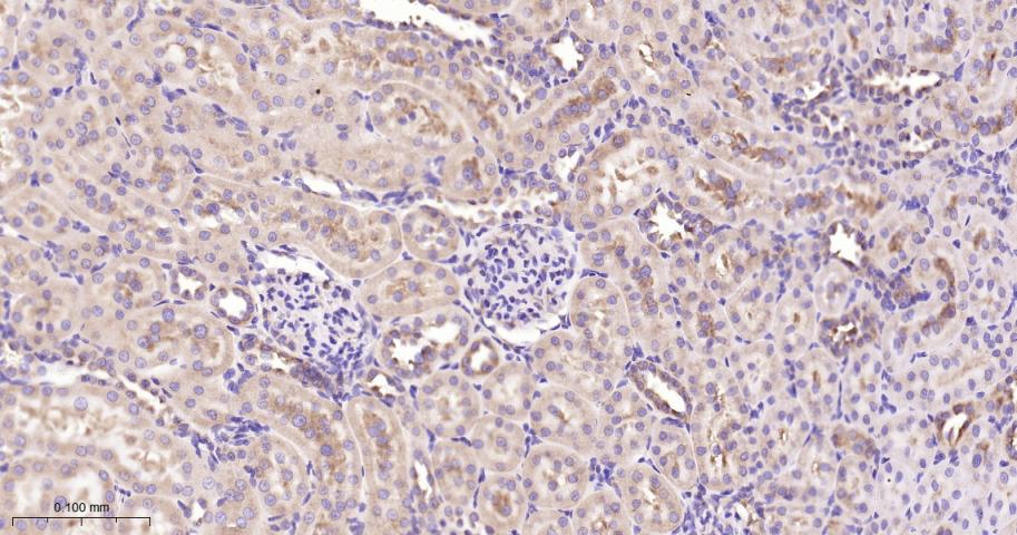 真核启动因子2α(eIFα2)兔单克隆抗体-bsm-60003R