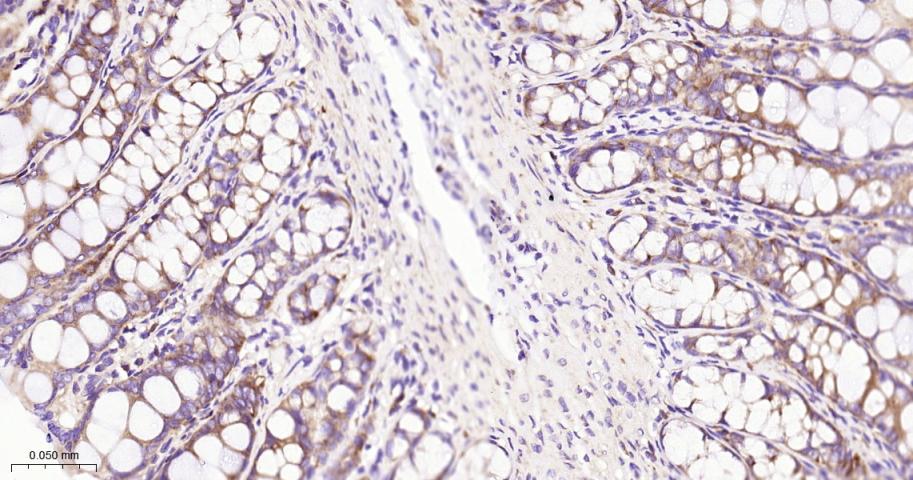 真核启动因子2α(eIFα2)兔单克隆抗体-bsm-60003R