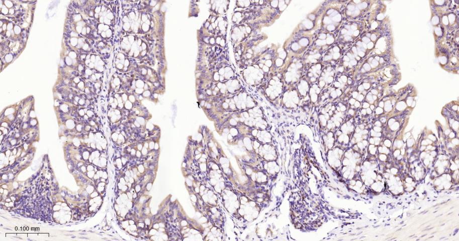 真核启动因子2α(eIFα2)兔单克隆抗体-bsm-60003R