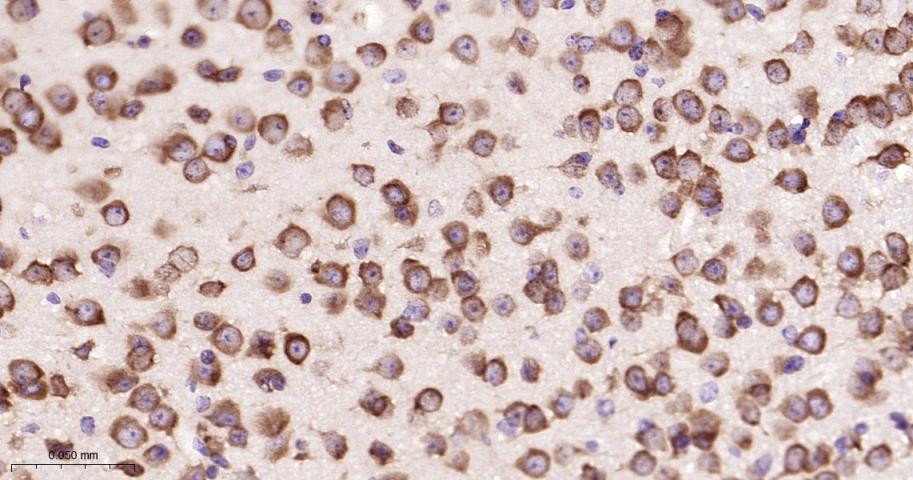 真核启动因子2α(eIFα2)兔单克隆抗体-bsm-60003R