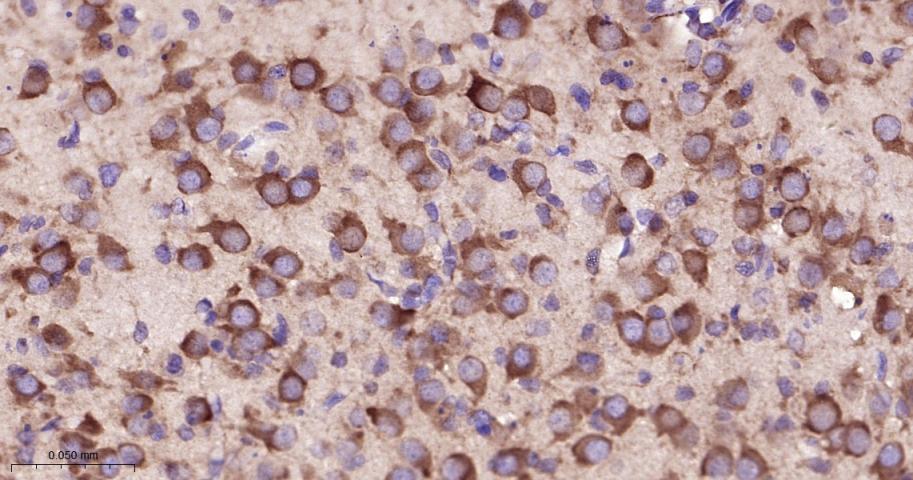 真核启动因子2α(eIFα2)兔单克隆抗体-bsm-60003R