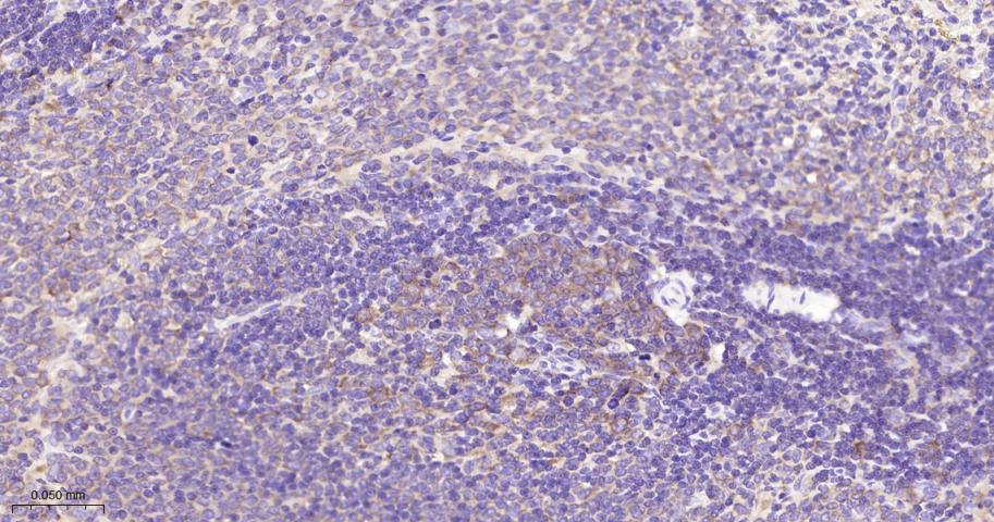 真核启动因子2α(eIFα2)兔单克隆抗体-bsm-60003R