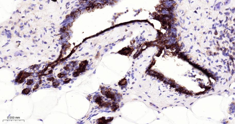 真核启动因子2α(eIFα2)兔单克隆抗体-bsm-60003R