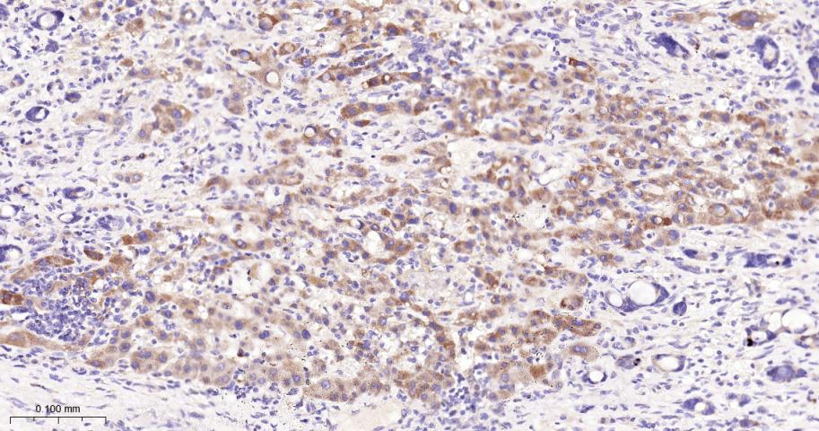 真核启动因子2α(eIFα2)兔单克隆抗体-bsm-60003R