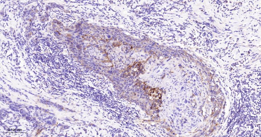 真核启动因子2α(eIFα2)兔单克隆抗体-bsm-60003R