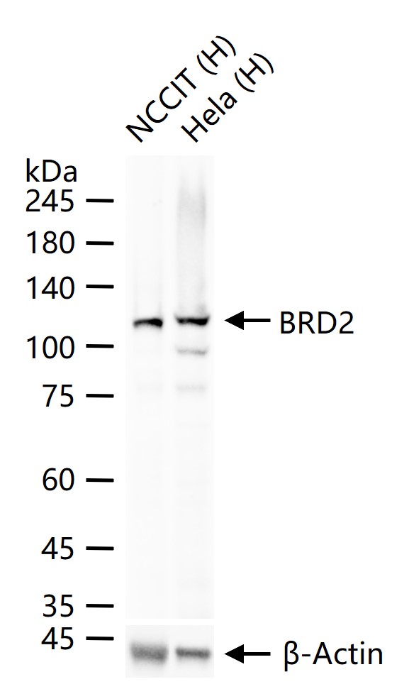 BRD2蛋白重组兔单抗-bsm-54434R
