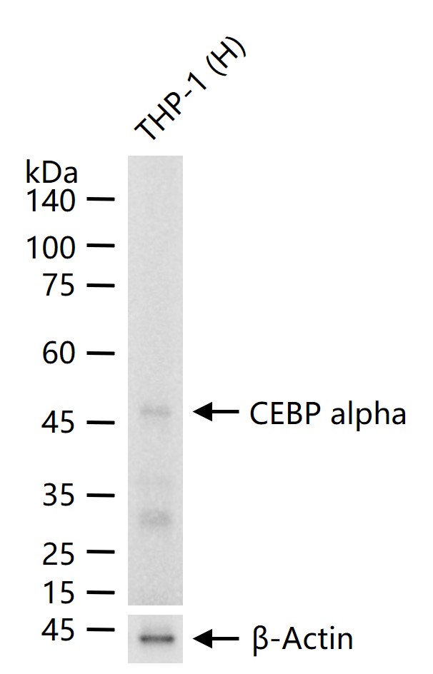 转录调节因子CEBP α重组兔单抗-bsm-61291R