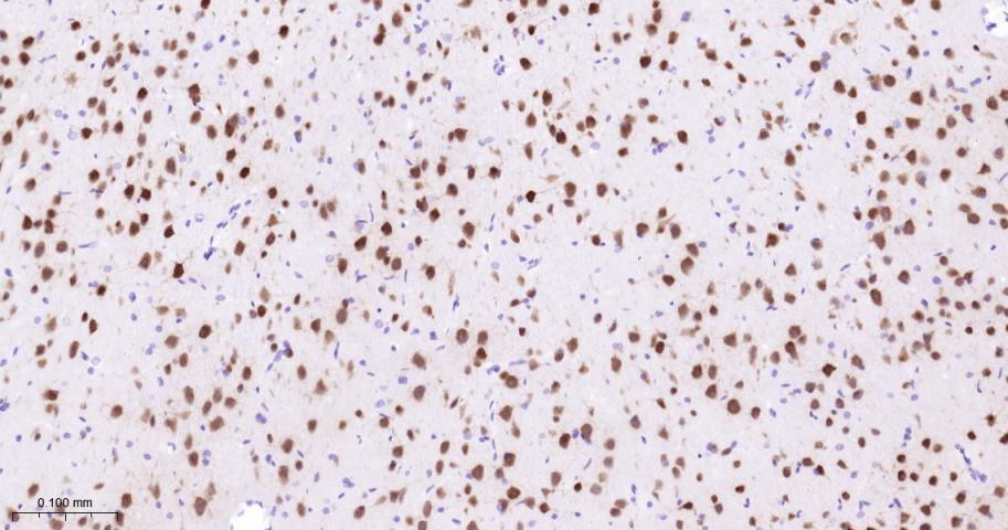神经元核抗原重组兔单抗-bsm-52268R