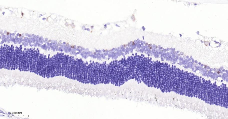 神经元核抗原重组兔单抗-bsm-52268R