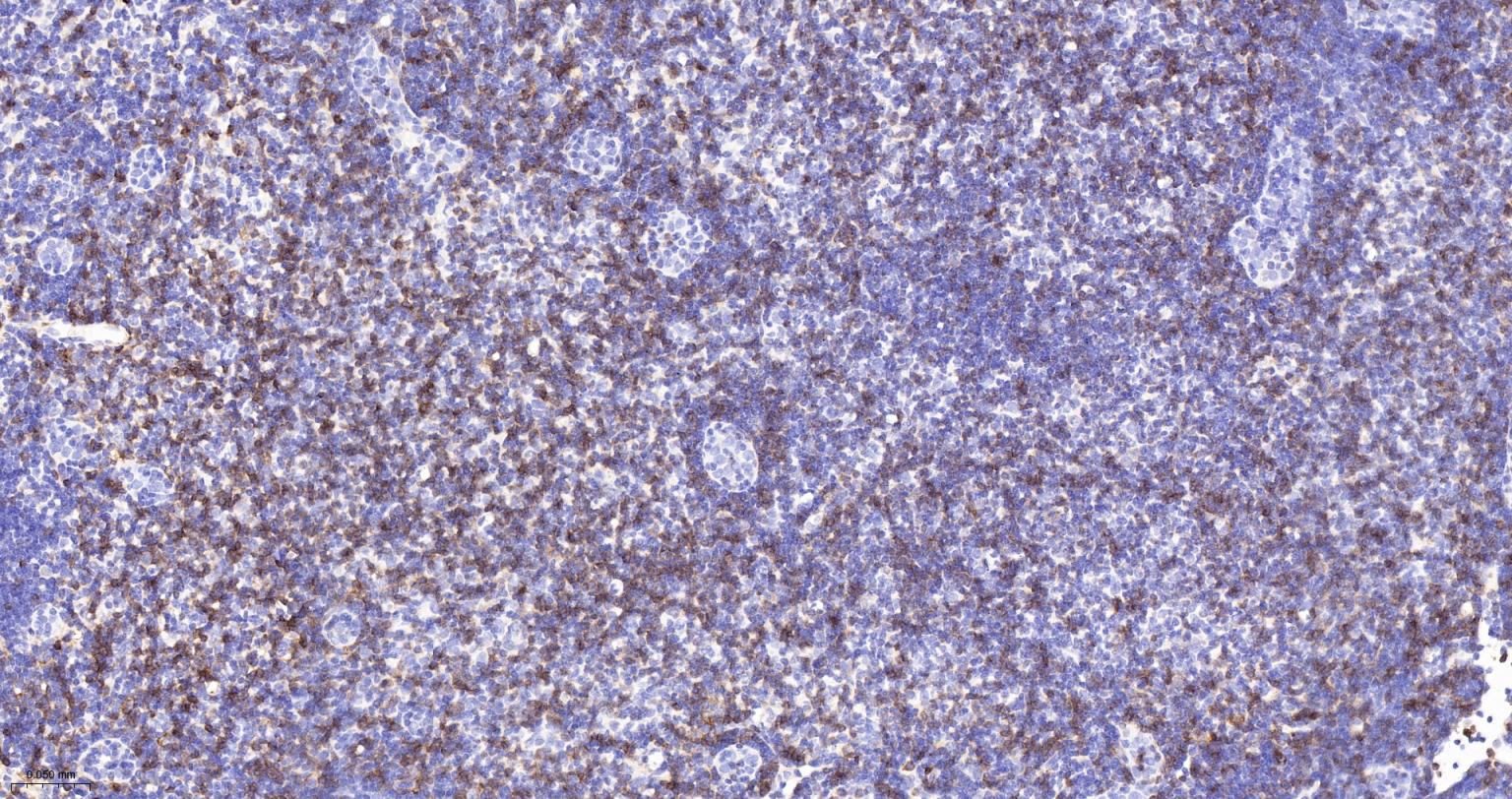 CD8重组兔单抗-bsm-60734R