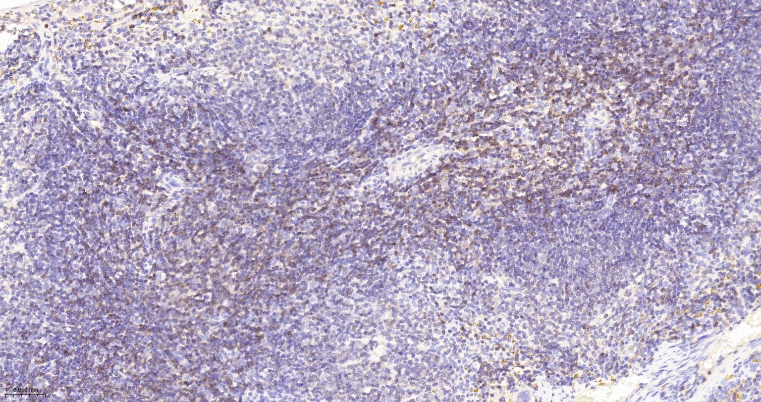 CD8重组兔单抗-bsm-60734R
