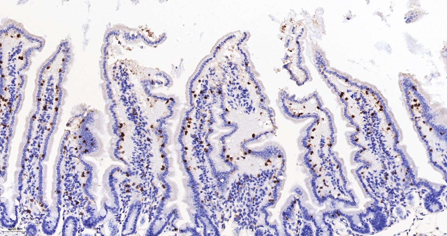 CD8重组兔单抗-bsm-60734R