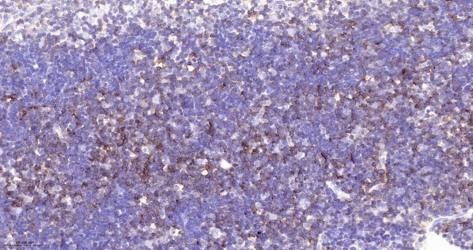 CD8重组兔单抗-bsm-60734R