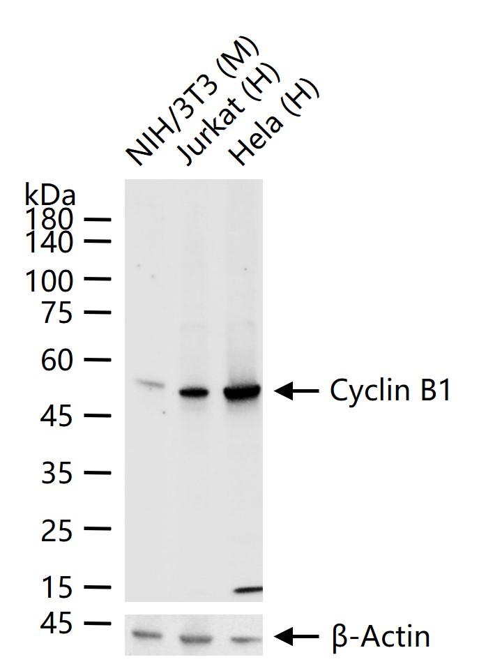 周期素B1重组兔单抗-bsm-52044R