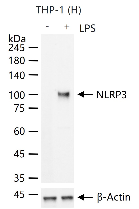 细胞凋亡诱导蛋白NALP3抗体-bs-41293R