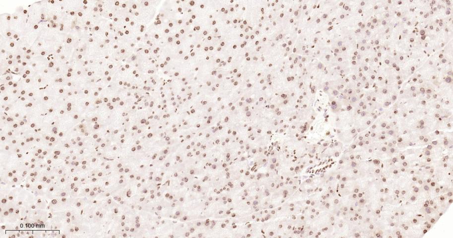 组蛋白H2A重组兔单抗-bsm-63133R
