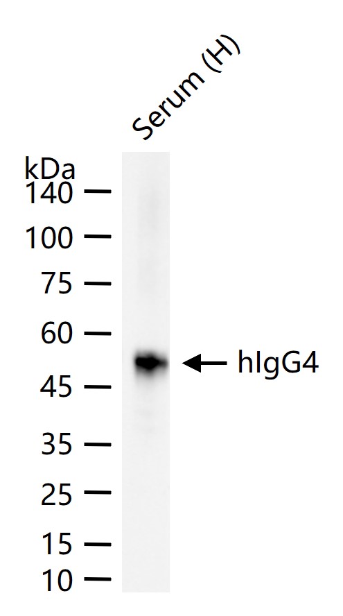 hIgG4重组兔单抗-bsm-63127R