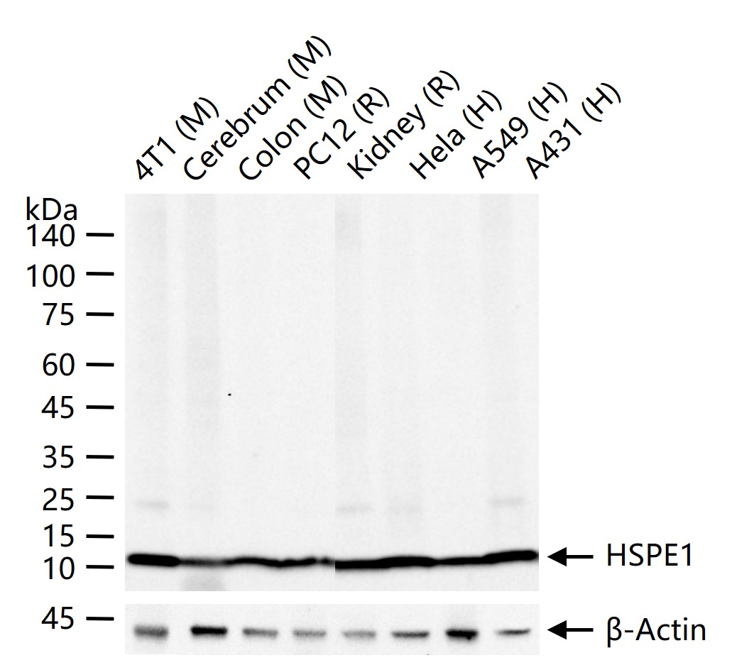 热休克蛋白10/HSPE1重组兔单抗-bsm-60471R