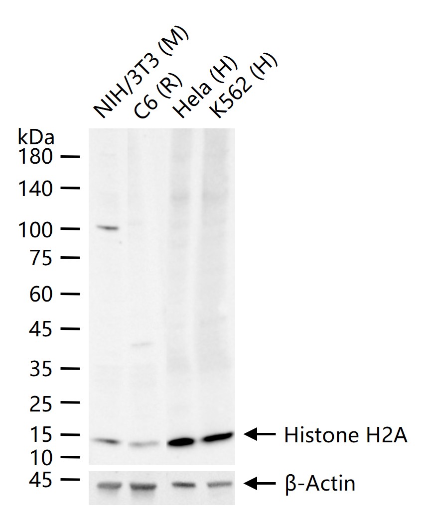 组蛋白H2A重组兔单抗-bsm-63133R