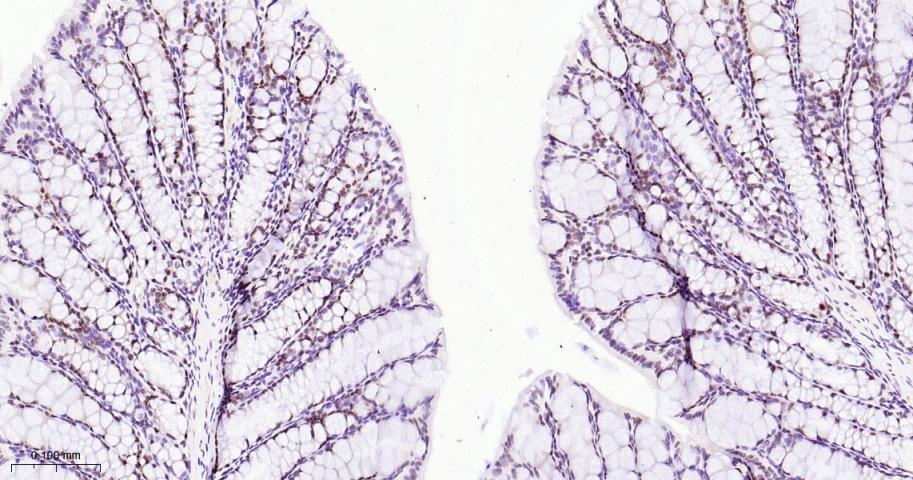 EHMT2重组兔单抗-bsm-61806R