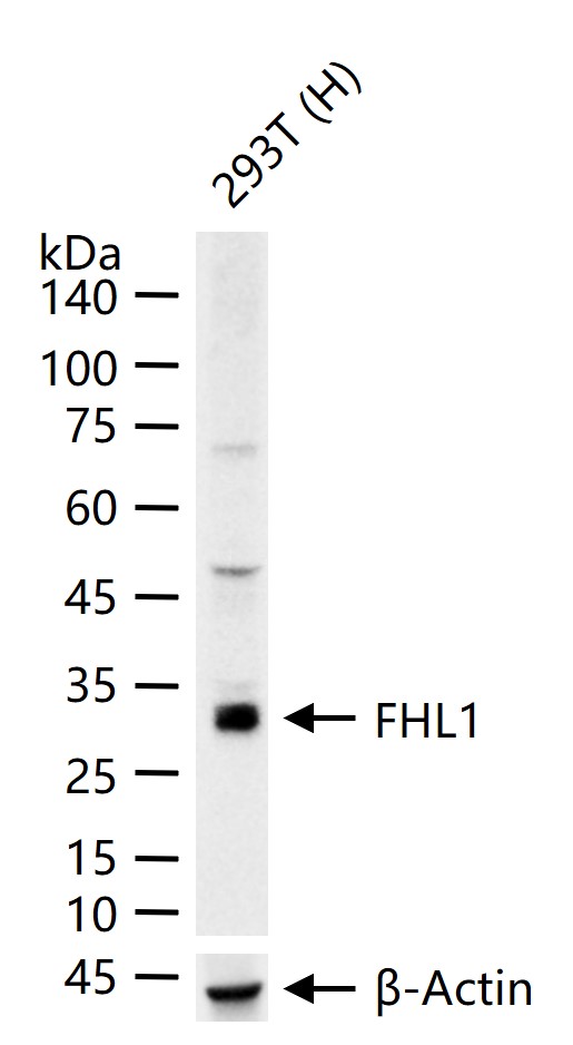 骨骼肌蛋白FHL1重组兔单抗-bsm-61727R