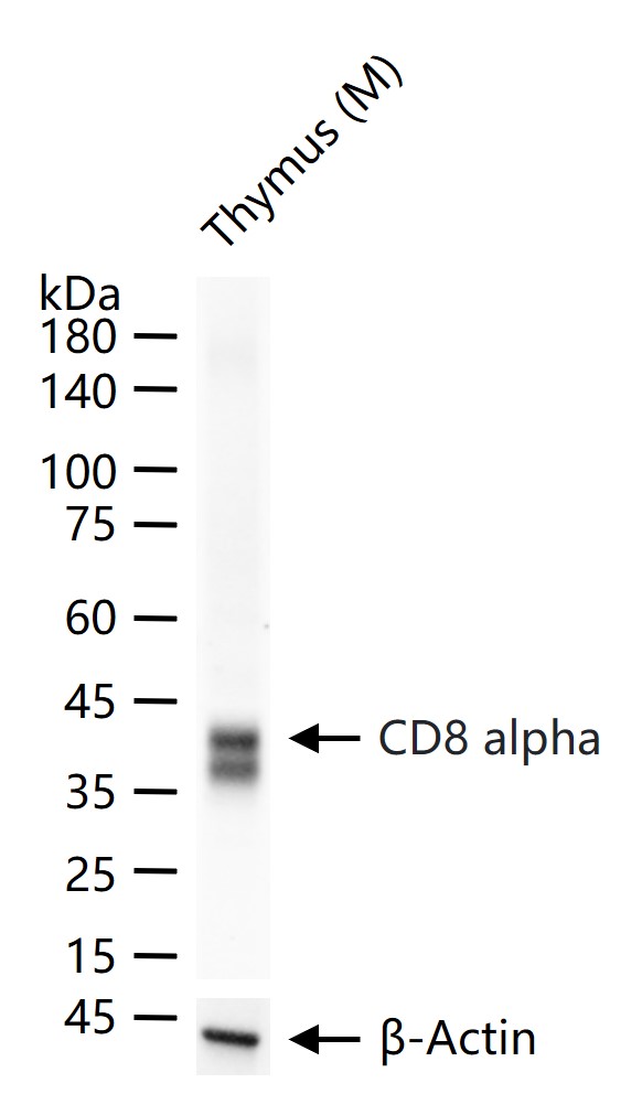 CD8重组兔单抗-bsm-60734R
