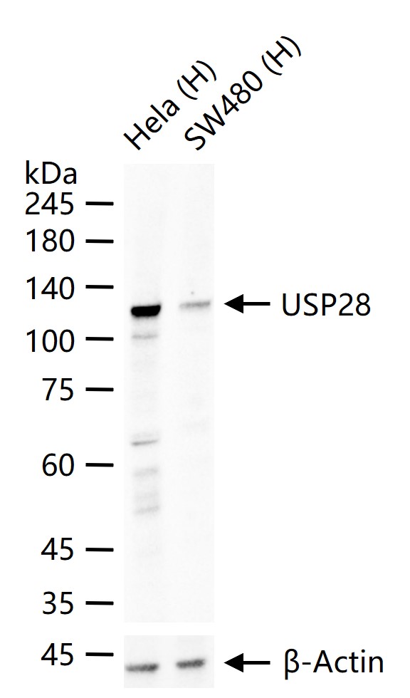 泛素特异性蛋白酶28重组兔单抗-bsm-63015R