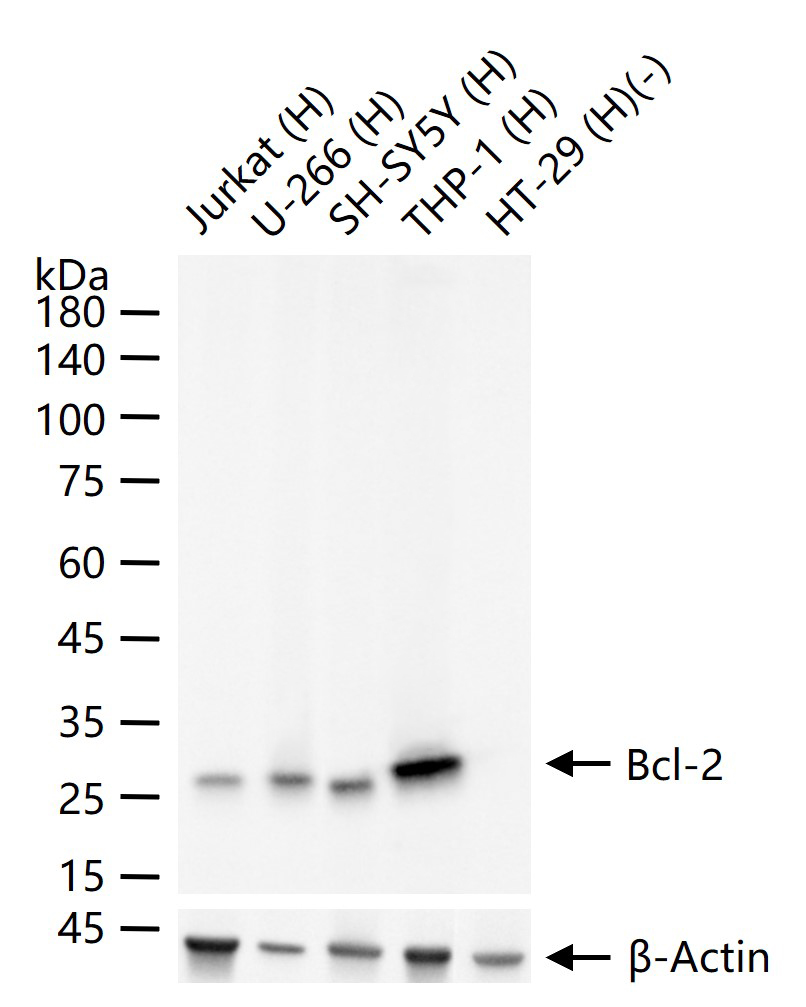 Bcl-2重组兔单抗-bsm-10846R