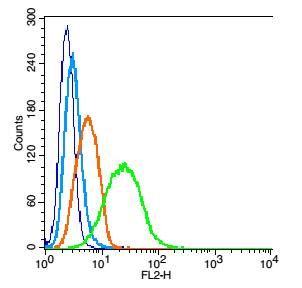 微管蛋白α/Tubulin α（内参）抗体-bs-0159R