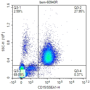 CD15/SSEA1重组兔单抗-bsm-60940R