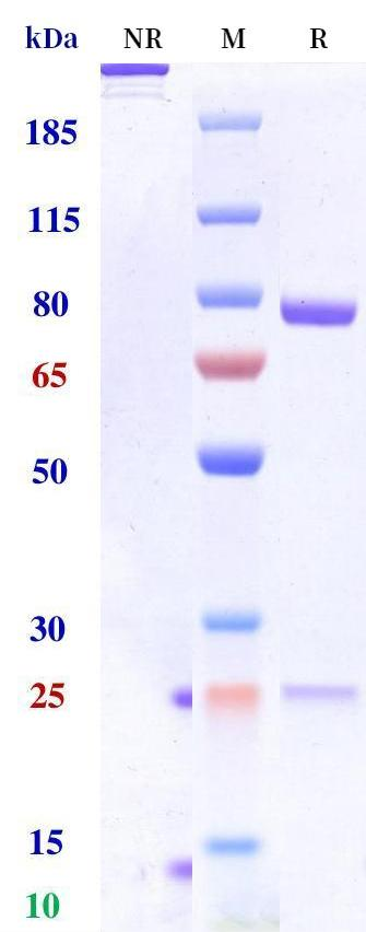 依沃西单抗-BIO1019SM
