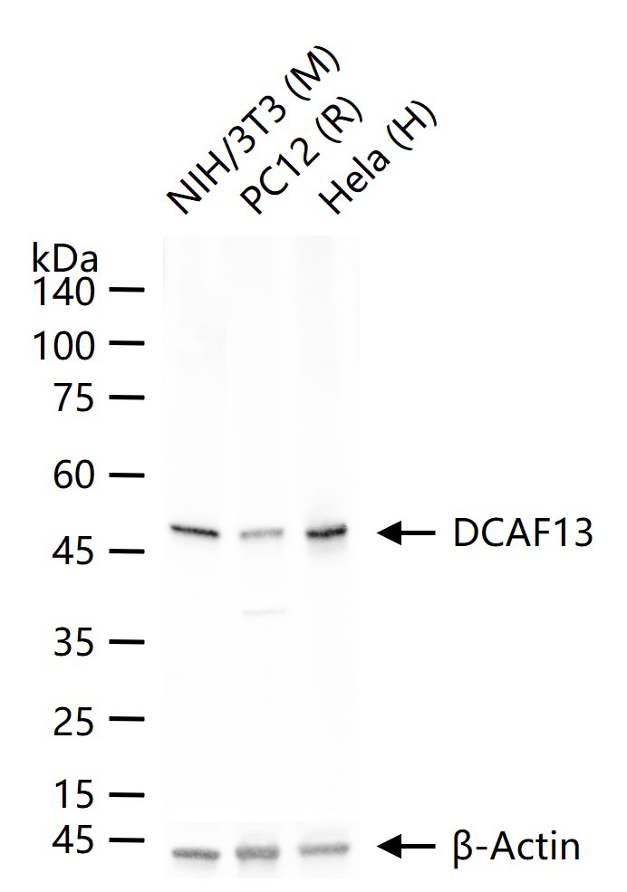 DCAF13蛋白重组兔单抗-bsm-62879R