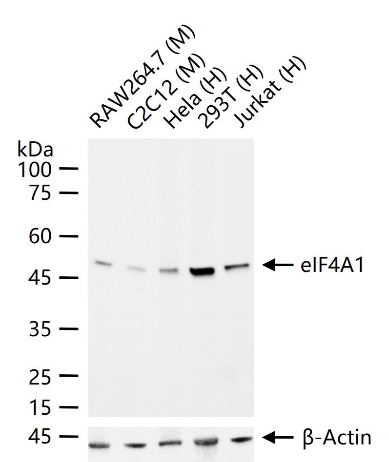 eIF4A1蛋白重组兔单抗-bsm-61878R