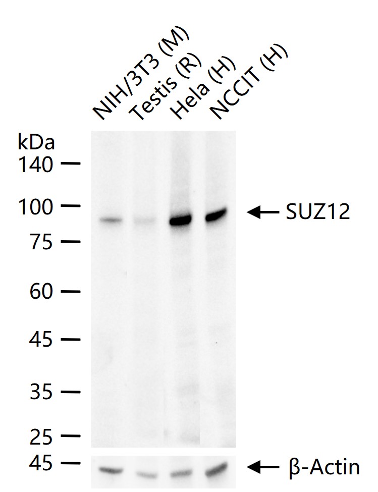 胚胎干细胞抑制蛋白Suz12重组兔单抗-bsm-52749R
