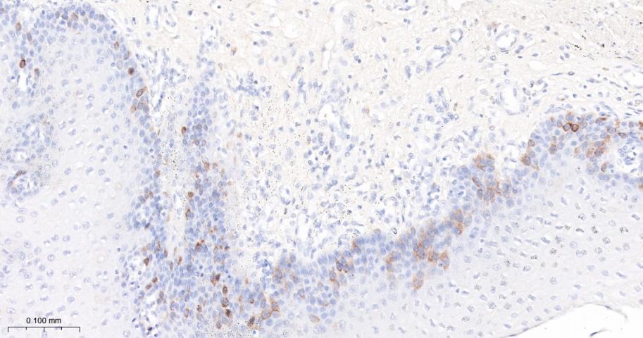 周期素B1重组兔单抗-bsm-63333R