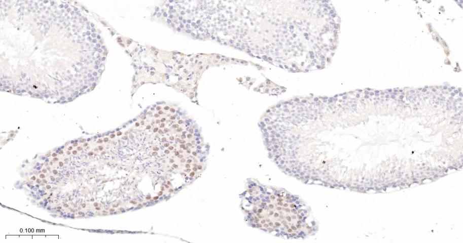 p21蛋白重组兔单抗-bsm-55594R