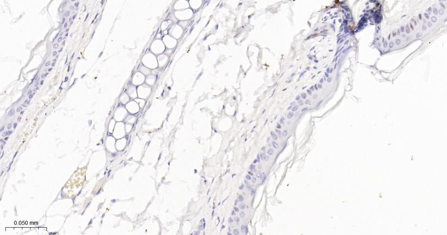 p21蛋白重组兔单抗-bsm-55594R