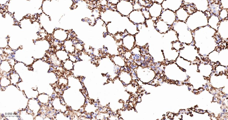 细胞间粘附分子-2（CD102）重组兔单抗-bsm-62574R