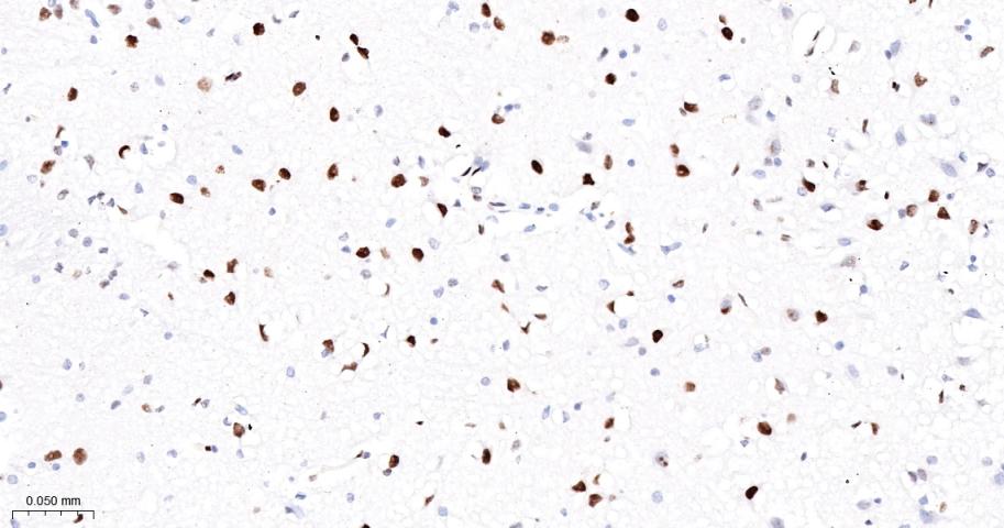胚胎干细胞关键蛋白1重组兔单抗-bsm-63240R