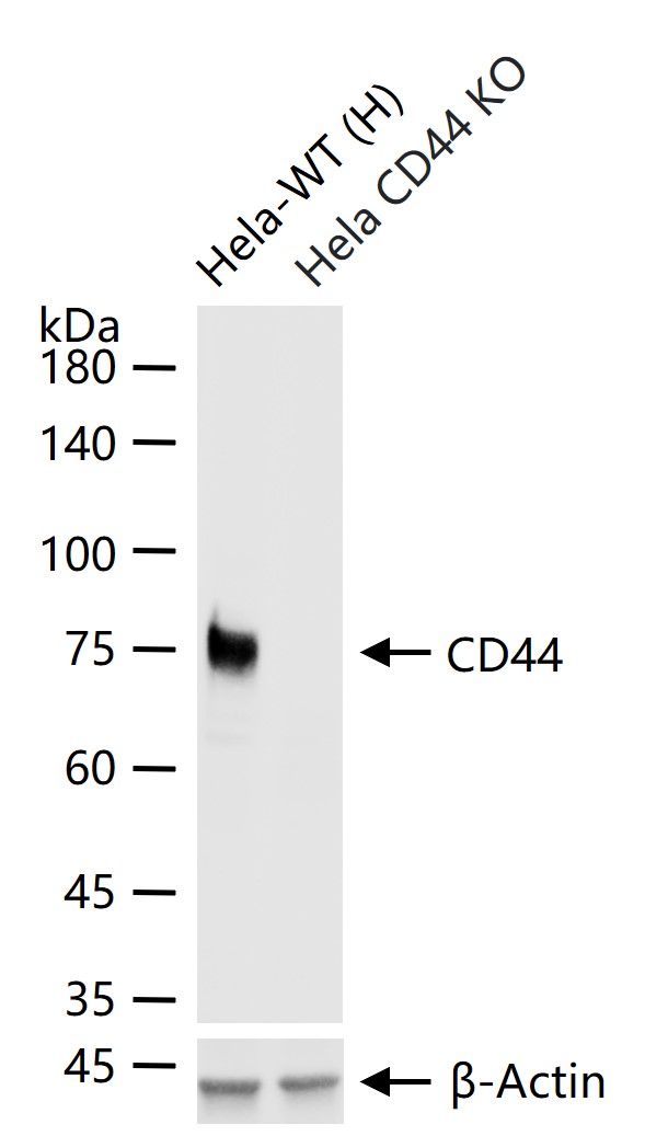 CD44抗体重组兔单抗-bsm-63050R