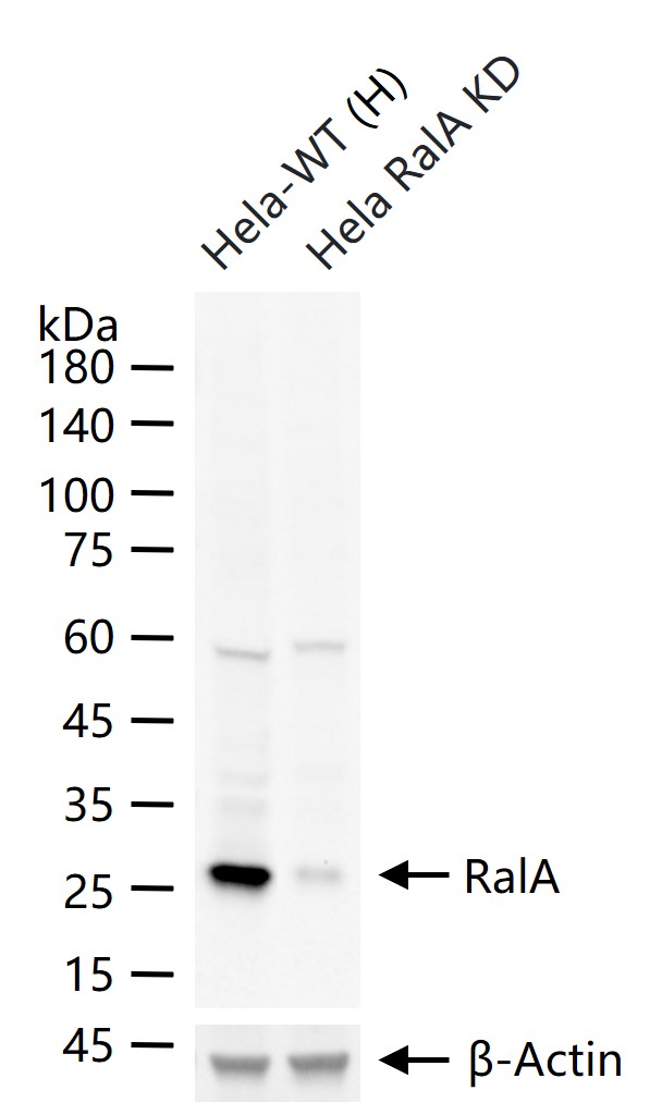 Ras样蛋白A重组兔单抗-bsm-61044R