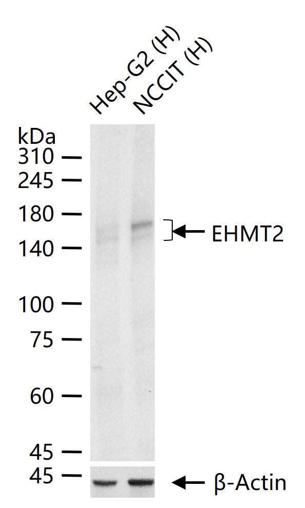 EHMT2重组兔单抗-bsm-61806R