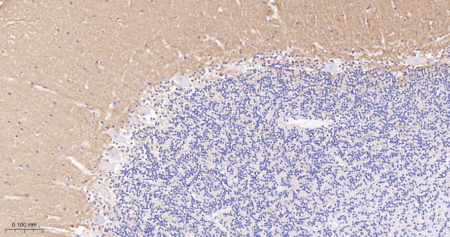 神经细胞粘附分子配体1重组兔单抗-bsm-52926R
